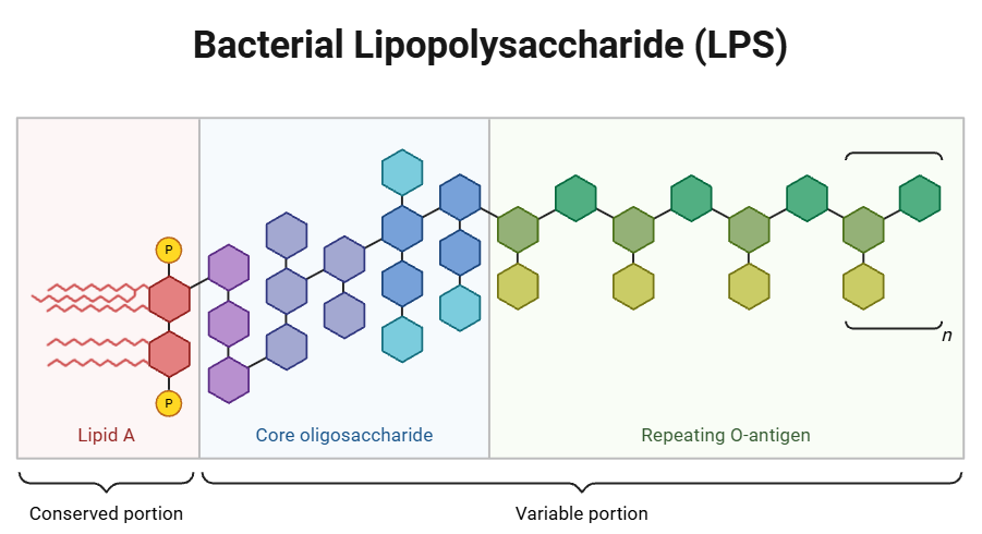 lipopolysaccharide - 인코덤, 생물정보 전문위키