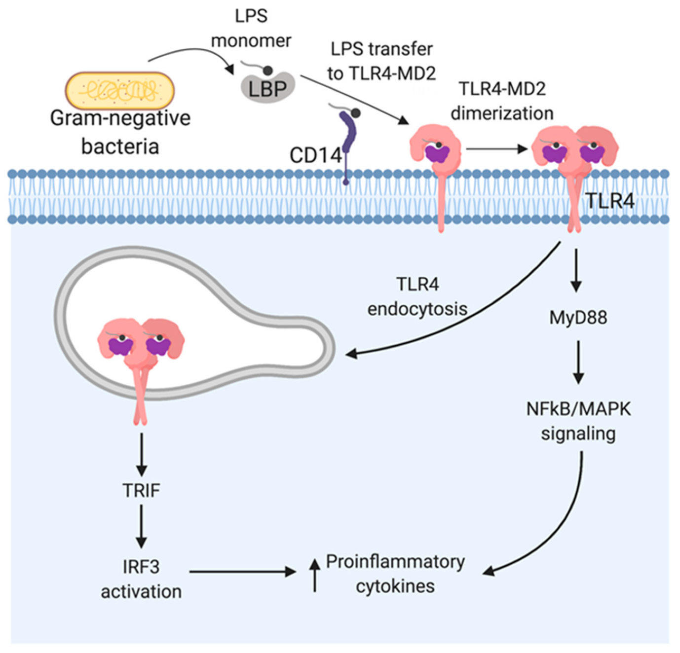lipopolysaccharide - 인코덤, 생물정보 전문위키