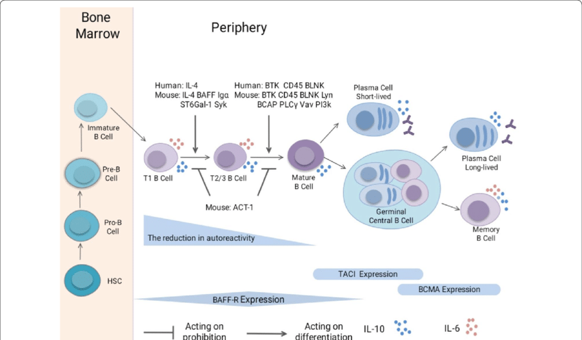 B Cell - 인코덤, 생물정보 전문위키